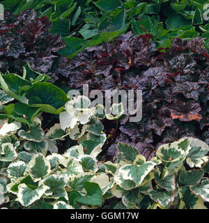 Plant Association - with Heuchera micrantha var. diversifolia `Palace Purple' - and Brunnera macrophylla `Dawson's White'   Ref: Stock Photo